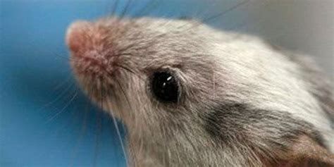 Running Mice Regain Vision | The Scientist Magazine®