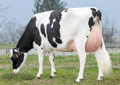 Holstein | Cow photos, Cow, Cow calf