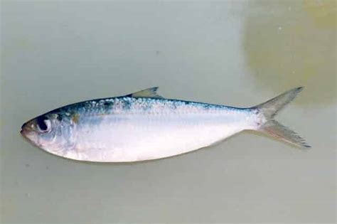 The Complete Genome Sequences of 5 Species of Sardinella (Clupeidae, Clupeiformes) | Published ...