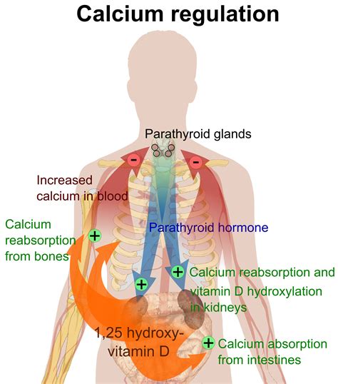 Fructose and Vitamin D Deficiency: The Perfect Storm? - The Paleo Mom | Calcium regulation ...