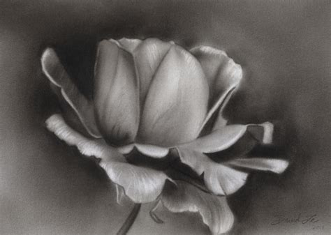 Pencil Drawings by David Te: Sunlit Rose 2