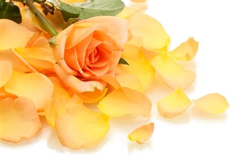 Premium Photo | Beautiful orange rose petals and rose isolated on white