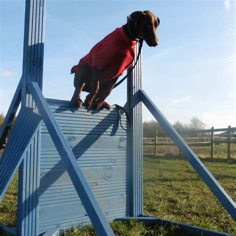 Dog Training Classes - Dog Training School & Behavioural Centre