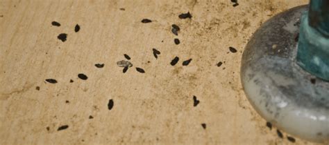 What Do Mouse Droppings Look Like? | ABC Blog