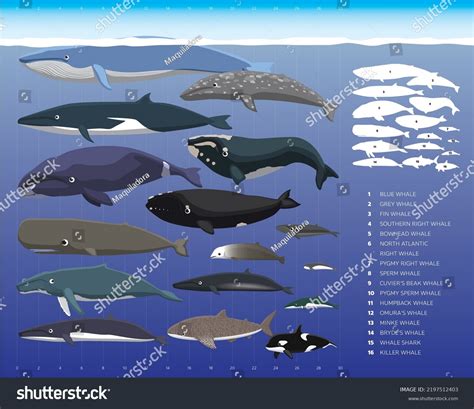 Whale Sizes Comparisons Cartoon Vector Illustration: เวกเตอร์สต็อก ...