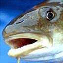 Experts call for North Sea cod fishing ban | Environment | The Guardian