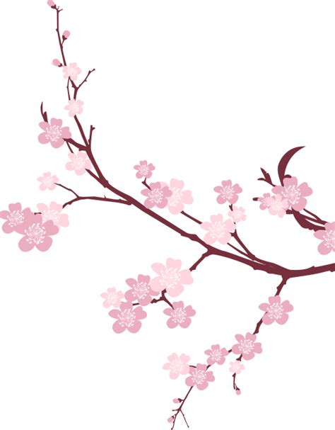 Cherry Blossom PNG Images Transparent Free Download | PNGMart.com