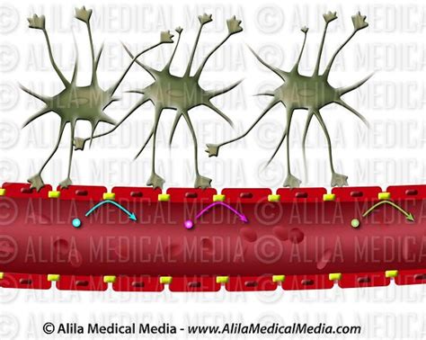 Alila Medical Media | Astrocyte and the blood brain barrier | Medical illustration