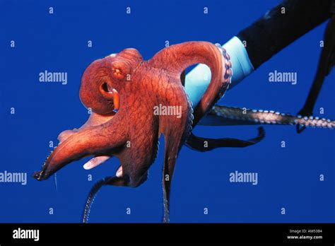 scuba diver is playing with octopus Stock Photo - Alamy