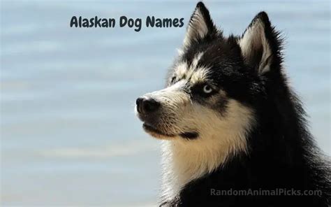 Alaskan Dog Names: 300+ Stunning Dog Name Ideas (UPDATED 2022) | Random ...