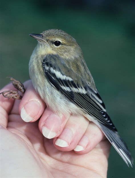 New Discoveries About Farthest Migrating Warbler | THE WILDLIFE SOCIETY