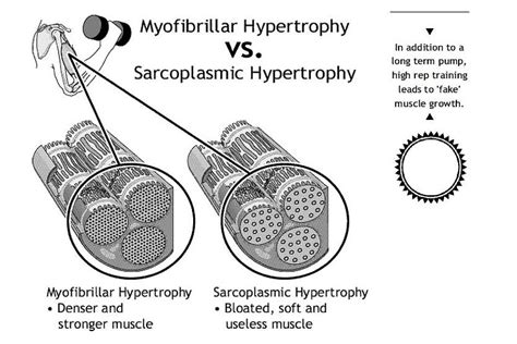 STRENGTH & HYPERTROPHY ROLE IN REHAB & INJURY PREVENTION: PART 1 | Ke ...