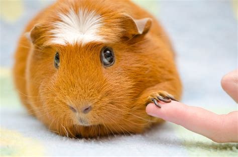 Guinea Pig Breed Guide » Petsoid