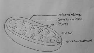 42 mitochondria diagram labeled