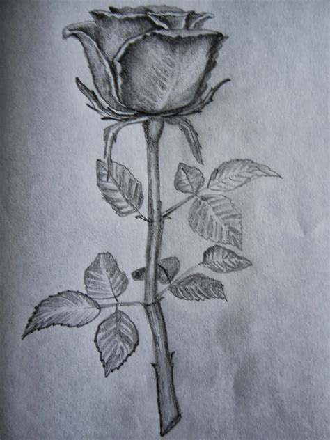 hoontoidly: Rose Drawings In Pencil Outline Images