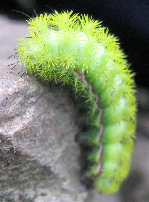 Caterpillar Identification: A Visual Guide To 32 Types Of, 49% OFF