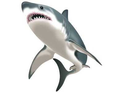 Shark emoji by André Snoei - Dribbble