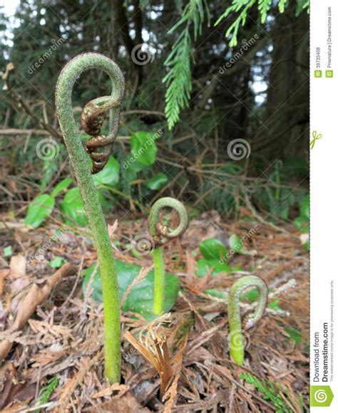 Bracken Fern Fiddleheads | Wild plants, Stock photos, Photo