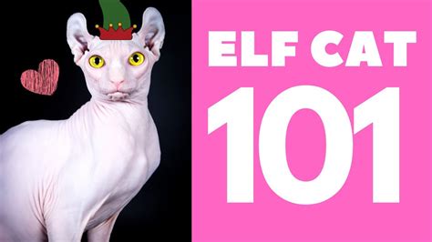 The Elf Cat 101 : Breed & Personality - YouTube