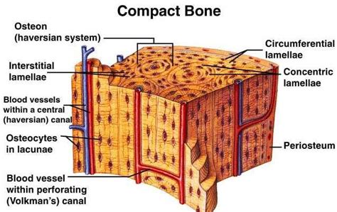 compact bone | Human anatomy and physiology, Anatomy and physiology, Medical anatomy