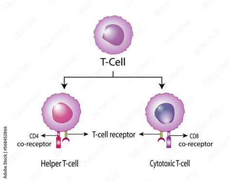 Vettoriale Stock T Cell, helper T cell and cytotoxic T cell, CD Antigen ...