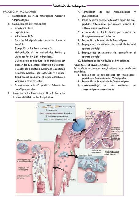 Síntesis de colágeno | Luna mcr | uDocz