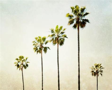 california palm trees drawing - Tomi Leroy