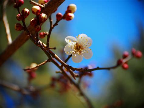 Shallow focus photography of white flower, prunus mume HD wallpaper | Wallpaper Flare