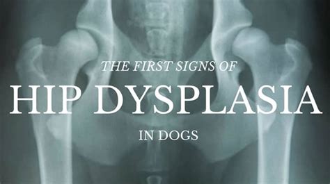 First Signs of Hip Dysplasia in Dogs - Orthopedic Dog Beds