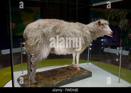 Dolly the Sheep Museum of Scotland Edinburgh Stock Photo - Alamy