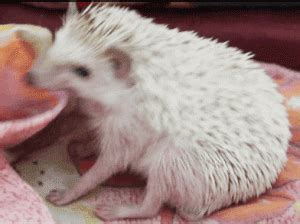 The 25 Cutest Hedgehog GIFs Ever