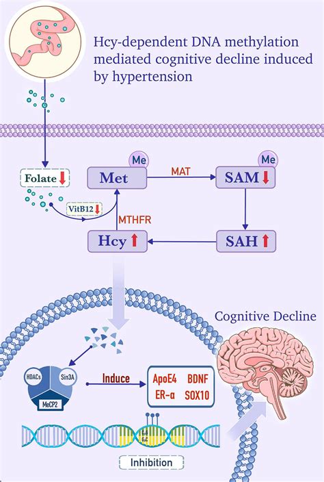 Frontiers | The new mechanism of cognitive decline induced by ...