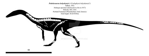 Skeletal Anatomy | Podokesaurus by Ceratopsia on DeviantArt