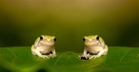 What’s a Baby Frog Called + 4 More Amazing Facts! - A-Z Animals