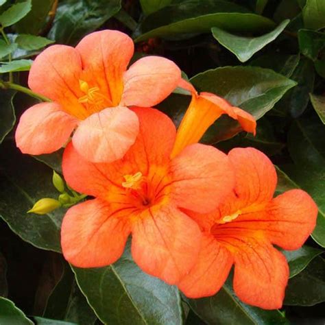 Campsis grandiflora (Trumpet vine) - position, watering, fertilization, pruning