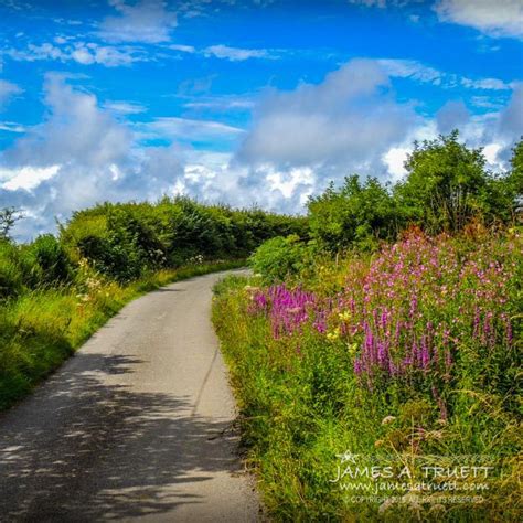 Summer Flowers On Irish Country Road