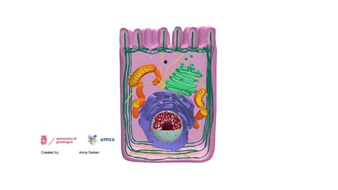 Human Eukaryotic Cell and its main components - Download Free 3D model by E-learning UMCG ...