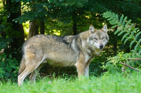 Le loup, un animal de nos forêts entre légendes et histoire | EcoTree