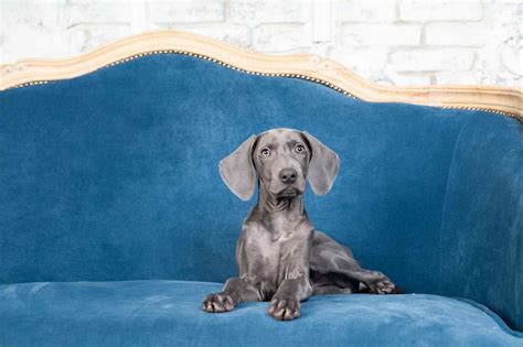 15 Blue Dog Breeds for Lovers of this Unique Color