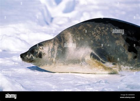 Canada,Quebec Magdalen Islands Gulf of St Lawrence migration of Harp ...