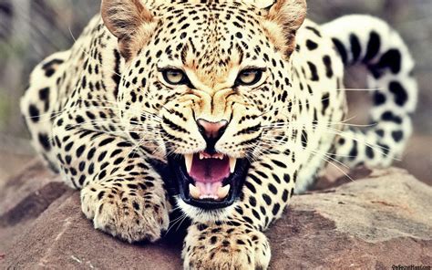 Image - Roaring-Leopard.jpg | Animal Jam Clans Wiki | FANDOM powered by ...