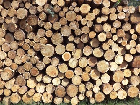 Free Images : tree, forest, branch, plant, trunk, produce, soil, lumber, holzstapel, flooring ...