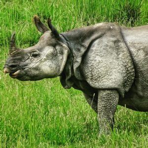 Chitwan Elephant Safari: Price, Time, Booking, Cost, Online 2021