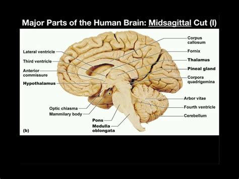 Midsagittal View Of The Brain Labeled