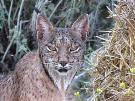 WWF Rescue Newborn Iberian Lynx Kittens - Madrid Metropolitan