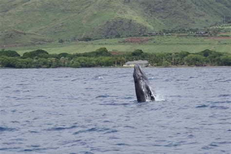 Lahaina whale watching season is approaching. - Hawaii Ocean Rafting