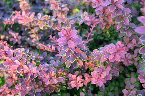 These 8 Named Berberis Varieties And Cultivars Are Highly Valued By ...