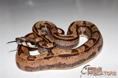 Prime Predators - Motley Amber Female 🐍 #boa #constrictor...