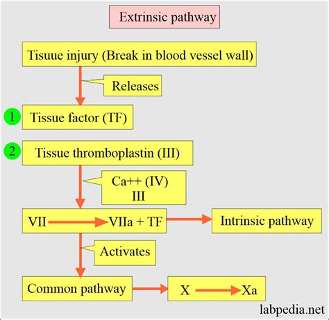 Blood Clotting Cascade