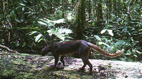 Borneo Bay Cat - Description | Facts | Profile | Conservation - Mammal Age